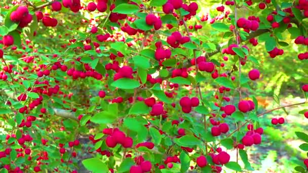 Rote Früchte Einem Strauch Cotoneaster Angiosperms Rosaceae Malinae Schieberegler — Stockvideo