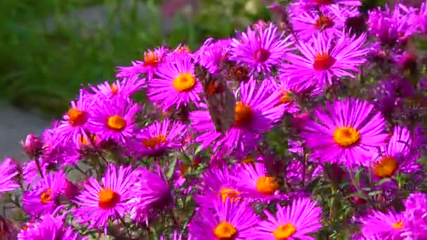 Borboleta Pintada Senhora Vanessa Cardui Coleta Néctar Flores Outono Aster — Vídeo de Stock