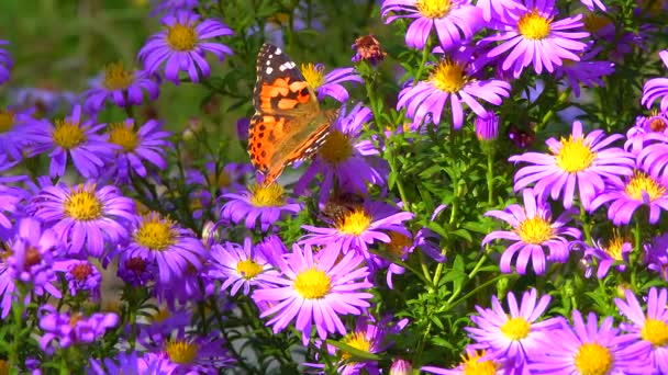 Borboleta Pintada Senhora Vanessa Cardui Coleta Néctar Flores Outono Aster — Vídeo de Stock
