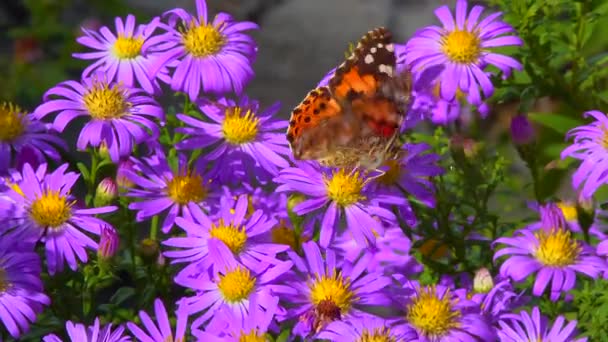 Метелик Розмальована Леді Ванесса Кардуї Збирає Нектар Осінніх Квітів Астер — стокове відео
