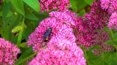 Wasp (Scolia hirta) collects nectar from blooming flowers