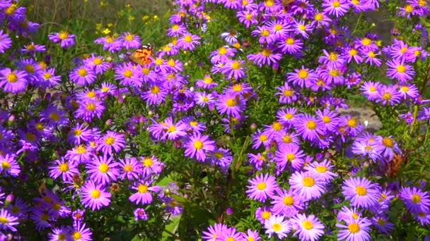 Aster Flores Que Insetos Coletam Néctar Pólen Outono Jardim — Vídeo de Stock