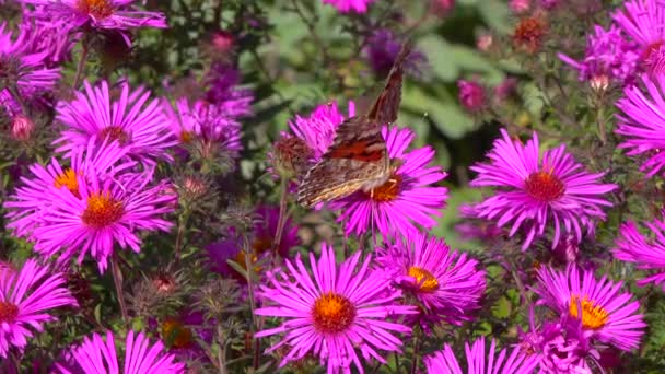 Dame Peinte Papillon Vanessa Cardui Recueille Nectar Des Fleurs Automne — Video