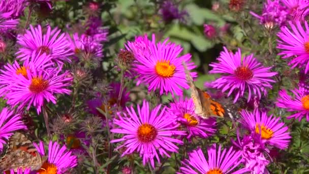 Schmetterlingsmalerin Vanessa Cardui Sammelt Nektar Aus Herbstblumen Aster Garten — Stockvideo