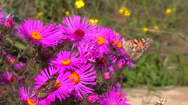 Schmetterlingsmalerin Vanessa Cardui Sammelt Nektar Aus Herbstblumen Aster Garten — Stockvideo