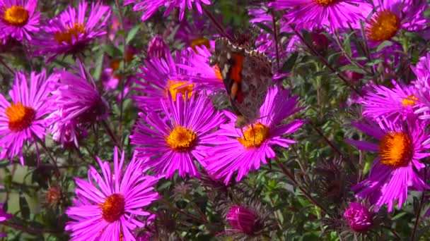 蝶描かれた女性 Vanessa Cardui は秋の花から蜜を収集します — ストック動画