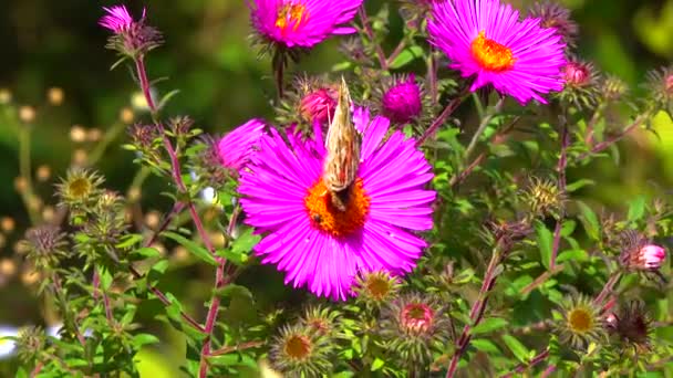Vlinder Beschilderd Dame Vanessa Cardui Verzamelt Nectar Van Herfstbloemen Aster — Stockvideo