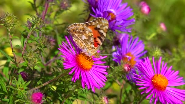 Бабочка Нарисованная Леди Ванесса Кардуи Собирает Нектар Осенних Цветов Астер — стоковое видео