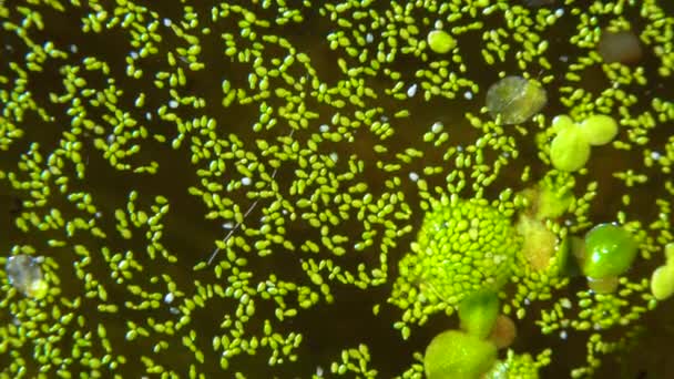 Neposkvrněná Vodní Moučka Nekořeněná Řasa Wolffia Arrhiza Duckweed Lemna Turionifera — Stock video