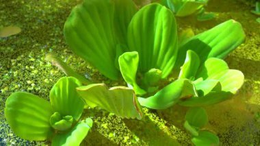 Pistia stratiotes, su bitkilerinde köksüz ördek otu (Wolffia arrhiza) ve ördek otu (Lemna turionifera) arasında yüzer.