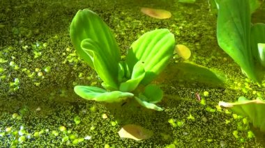 Pistia stratiotes, su bitkilerinde köksüz ördek otu (Wolffia arrhiza) ve ördek otu (Lemna turionifera) arasında yüzer.