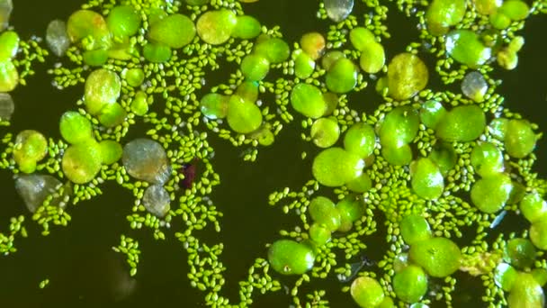 Durgun Bir Tatlı Gölünde Lekesiz Yiyeceği Köksüz Ördek Otu Wolffia — Stok video