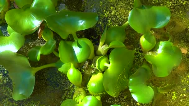 Pontederia Crassipes Eichhornia Crassipes Conocido Como Jacinto Común Del Agua — Vídeo de stock