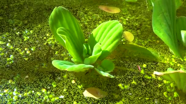 Pistia Stratiotes Nage Parmi Les Plantes Aquatiques Potamot Wolffia Arrhiza — Video