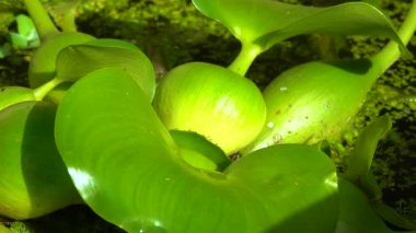 Pontederia crassipes (Eichhornia crassipes), yaygın su sümbülü olarak bilinen su bitkileri arasında yüzer.