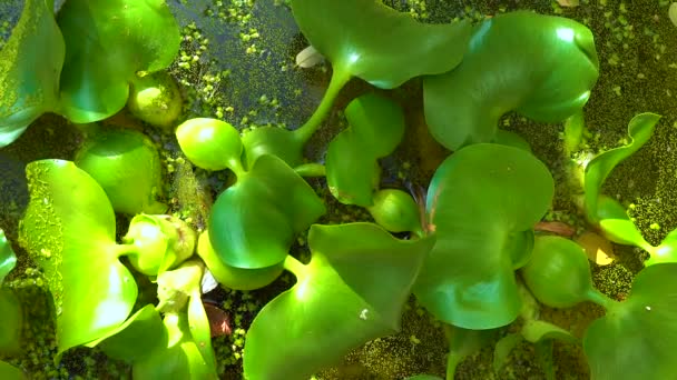 Krassipes Pontederia Eichhornia Crassipes Známý Jako Vodní Hyacint Plave Mezi — Stock video