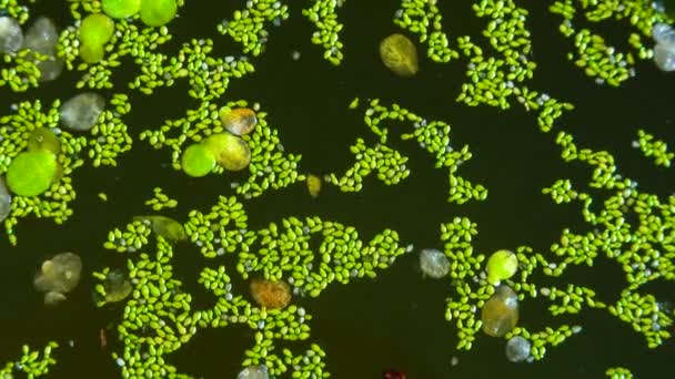Neposkvrněná Vodní Moučka Nekořeněná Řasa Wolffia Arrhiza Duckweed Lemna Turionifera — Stock video