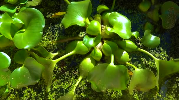 Pontederia Crassipes Eichhornia Crassipes Ook Wel Waterhyacint Genoemd Zwemt Onder — Stockvideo