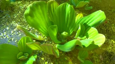 Pistia stratiotes, su bitkilerinde köksüz ördek otu (Wolffia arrhiza) ve ördek otu (Lemna turionifera) arasında yüzer.