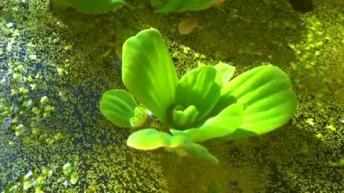 Pistia stratiotes, su bitkilerinde köksüz ördek otu (Wolffia arrhiza) ve ördek otu (Lemna turionifera) arasında yüzer.