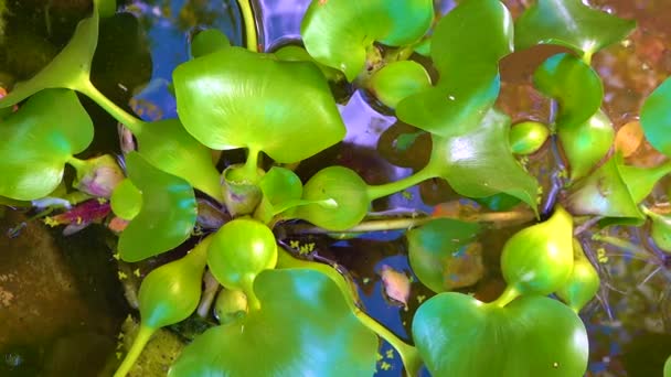 ポンテデリア分類群 Eichhornia Crassipes 水生植物の間で一般的な水生ハイアシンスイムとして知られる — ストック動画