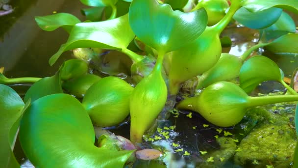 Понтедерійські Крассі Eichhornia Crassipe Відомі Звичайні Водні Гіацинти Плавають Серед — стокове відео