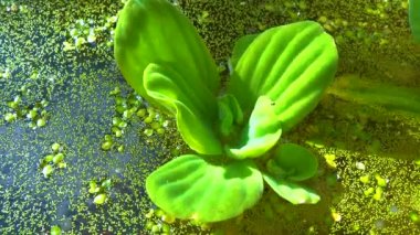 Pistia stratiotes, su bitkilerinde köksüz ördek otu (Wolffia arrhiza) ve ördek otu (Lemna turionifera) arasında yüzer.