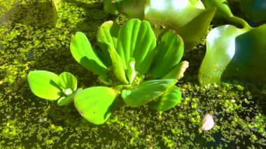 Pistia stratiotes, su bitkilerinde köksüz ördek otu (Wolffia arrhiza) ve ördek otu (Lemna turionifera) arasında yüzer.