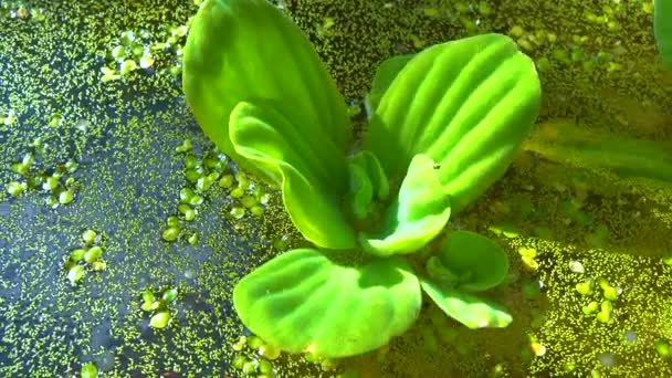 ピスティアは 水生植物の根のないダックウィード Wolffia Arrhiza とダックウィード Lemna Turionifera 池の間を泳ぐ — ストック動画