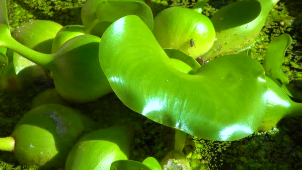 Pontederia Crassipes Eichhornia Crassipes Conocido Como Jacinto Común Del Agua — Vídeos de Stock