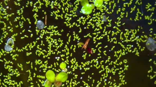 淀んだ淡水池でのスポットのない水の食事 根のないダックウィード Wolffia Arrhiza とダックウィード Lemna Turionifera — ストック動画