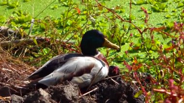 Yaban ördeği ya da yaban ördeği (Anas platyrhynchos) su bitkileri arasında dinlenir.