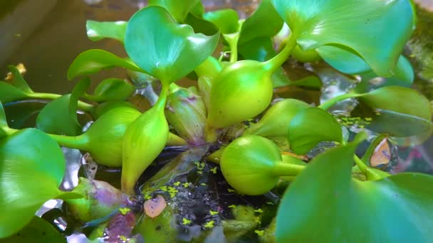 Pontederia Crassipes Eichhornia Crassipes Known Common Water Hyacinth Swims Aquatic — Stock Video