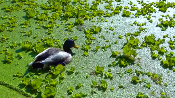 Pato Reais Silvestres Anas Platyrhynchos Descansando Entre Plantas Aquáticas Pistia — Vídeo de Stock