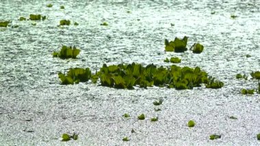 Durgun bir gölette su üzerinde yüzen su bitkileri, ördek yosunu ve kurtadam arasında Pistia stratiotları.