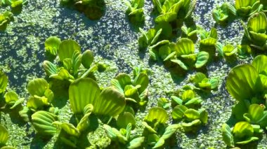 Durgun bir gölette su üzerinde yüzen su bitkileri, ördek yosunu ve kurtadam arasında Pistia stratiotları.