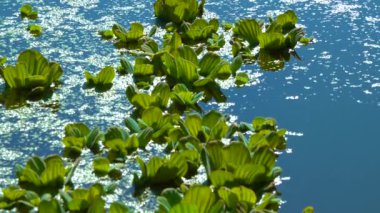 Durgun bir gölette su üzerinde yüzen su bitkileri, ördek yosunu ve kurtadam arasında Pistia stratiotları.