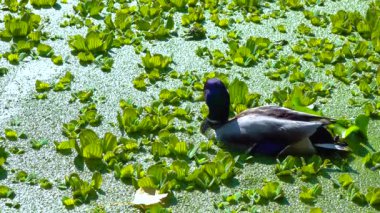 Yaban ördeği ya da yaban ördeği (Anas platyrhynchos) su bitkileri arasında dinlenir.