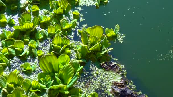 Plantes Aquatiques Flottantes Pistia Stratiotes Chez Asclépiade Loup Mer Dans — Video
