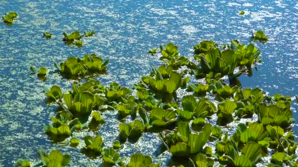Plantes Aquatiques Flottantes Pistia Stratiotes Chez Asclépiade Loup Mer Dans — Video
