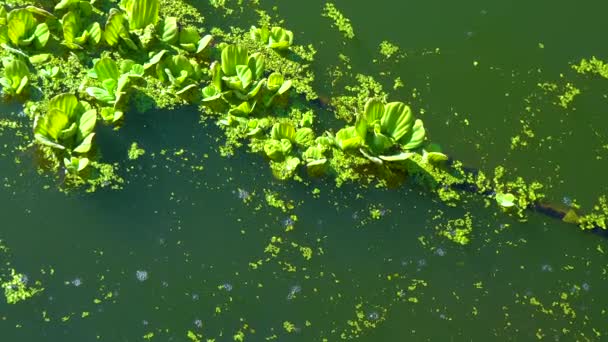 Durgun Bir Gölette Üzerinde Yüzen Bitkileri Ördek Yosunu Kurtadam Arasında — Stok video