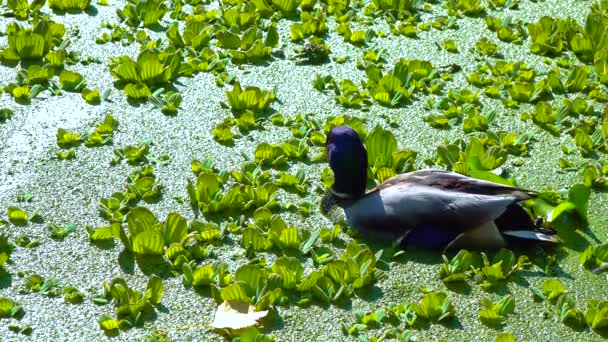 Mallard Wild Duck Anas Platyrhynchos Resting Aquatic Plants Pistia Duckweed — Stock Video