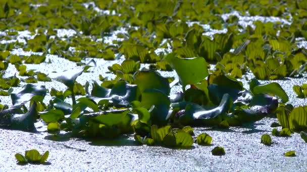 Eichhornia 水のヒヤシンスは ダックウィード ウォルフィア ピスティアの間の湖の停滞した水の中に水の表面に浮かぶ — ストック動画