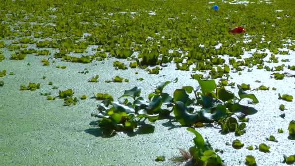 Eichhornia Wasserhyazinthen Schwimmen Auf Der Wasseroberfläche Stehenden Wasser Des Sees — Stockvideo