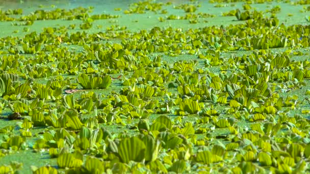 在一个死气沉沉的池塘里 水生植物双鱼座在浮藻和狼獾之间的地层中漂浮 — 图库视频影像