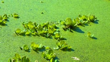 Durgun bir gölette su üzerinde yüzen su bitkileri, ördek yosunu ve kurtadam arasında Pistia stratiotları.