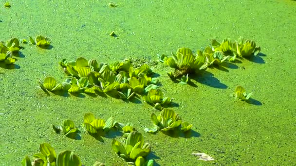 Durgun Bir Gölette Üzerinde Yüzen Bitkileri Ördek Yosunu Kurtadam Arasında — Stok video