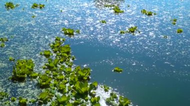 Durgun bir gölette su üzerinde yüzen su bitkileri, ördek yosunu ve kurtadam arasında Pistia stratiotları.
