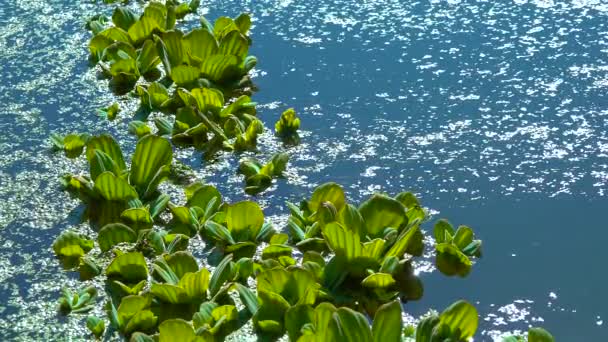 Плавучі Водяні Рослини Pistia Stratiotes Серед Водоростей Каквіда Вольффії Статичному — стокове відео