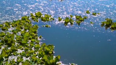 Durgun bir gölette su üzerinde yüzen su bitkileri, ördek yosunu ve kurtadam arasında Pistia stratiotları.